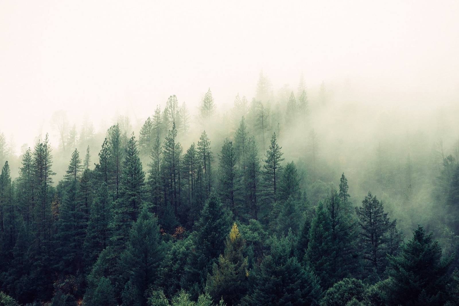Misty forest landscape representing biodiversity and natural capital
